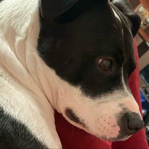 Meet your Posher, Kyra